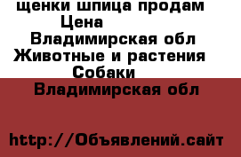 щенки шпица продам › Цена ­ 30 000 - Владимирская обл. Животные и растения » Собаки   . Владимирская обл.